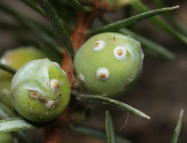 Silné napadení plodů, Mokrá-Horákov 2011.