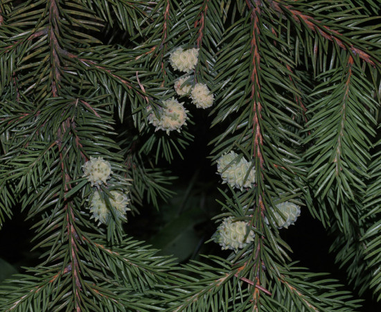 Silné napadení smrku, Česká Třebová 2007.