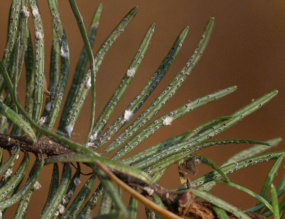 Silné napadení, Starý Kolín 2007.