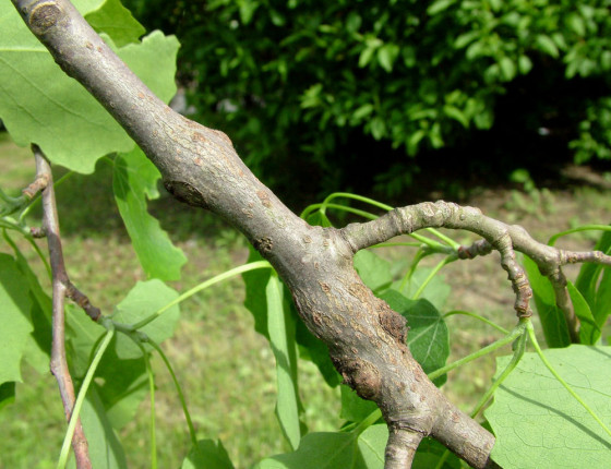 Zduření v místě napadení, 2005.