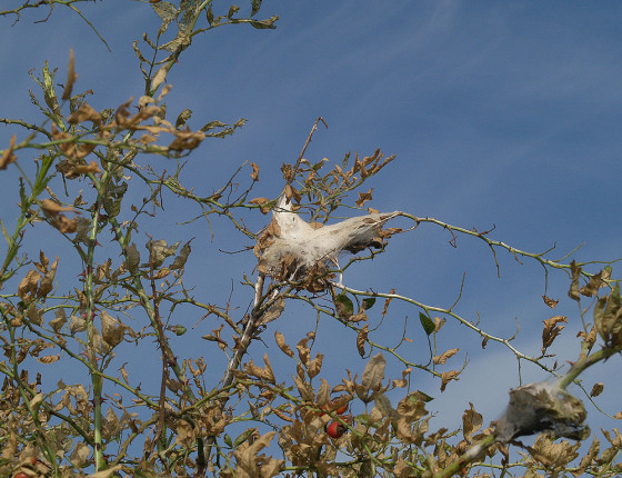 Čerstvé hnízdo před přizimováním, 2006.