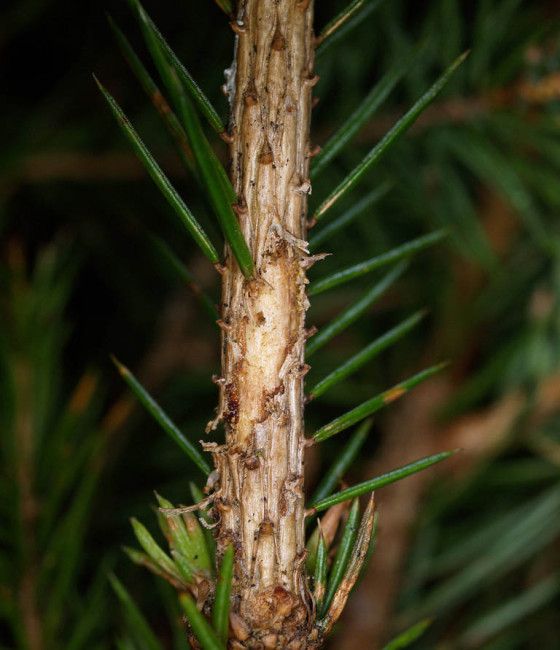 Detail úživného žíru, Irsko – Balinahinch 2011.
