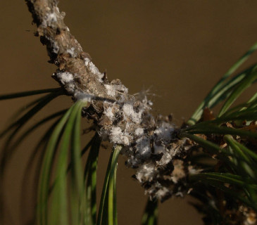 Detail voskových vláken, Pardubice 2005.