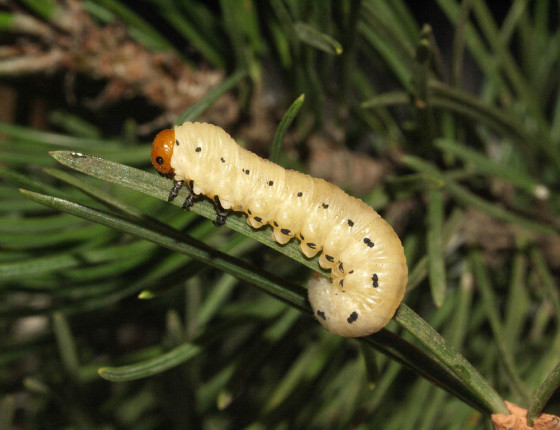 Dorostlá housenice, Meclov 2011.