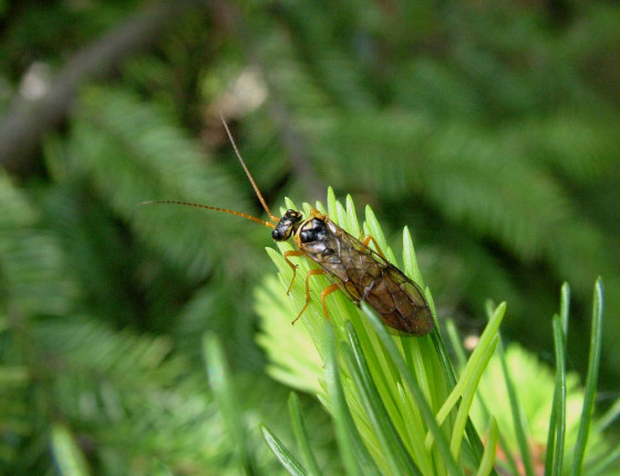 Dospělá vosa, Semanín 2005.