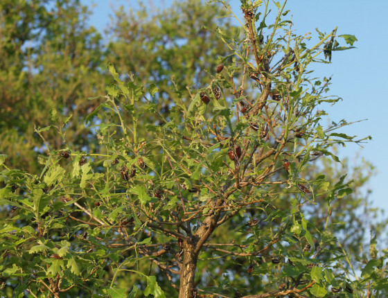 Kalamitní výskyt, 2007.