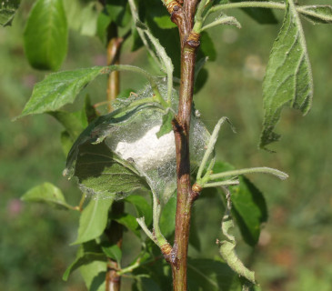 Kokon se zakuklenou housenkou, 2007.