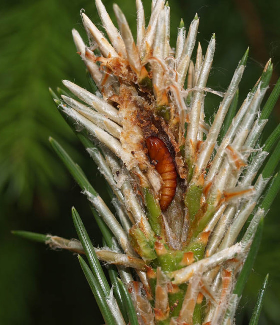 Kukla uvnitř výhonu, Brno 2008.