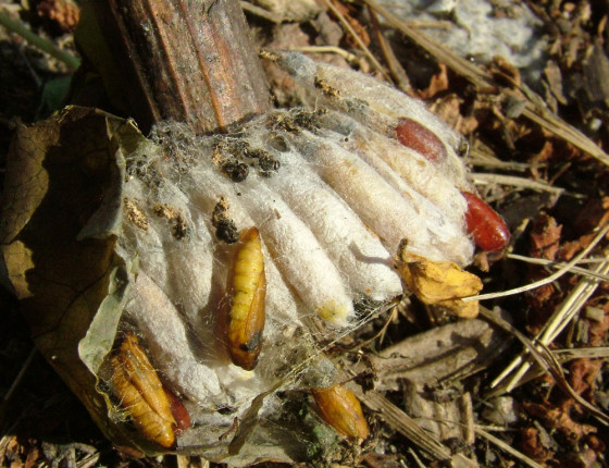 Kukly na patě kmínku, 2005.