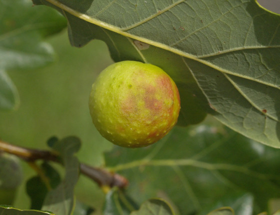 Detail hálky, Švihov 2006.