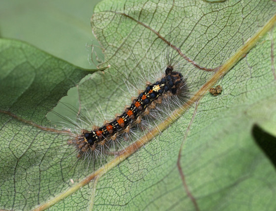 Mladá housenka, 2009.