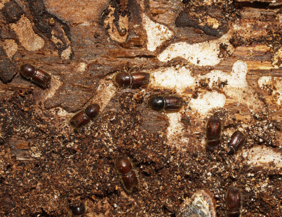 Mladí brouci před vylétnutím, Hostěnice 2008.