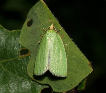 Motýl, 2009.