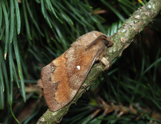 Motýl, Hostěnice 2009.