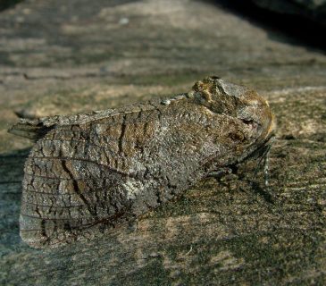 Motýl, 2006.