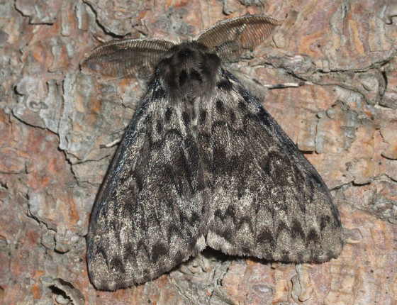 Tmavá forma motýla, Pístovice 2007.