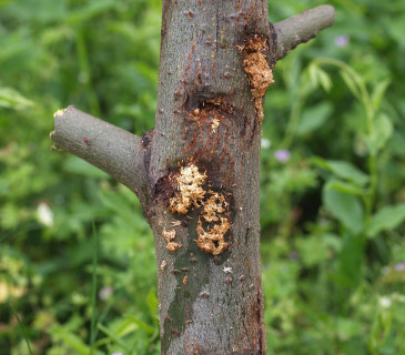 Napadený kmínek vrby s vytlačenými drtinkami, 2009.