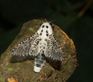 Odlétající motýl, 2009.