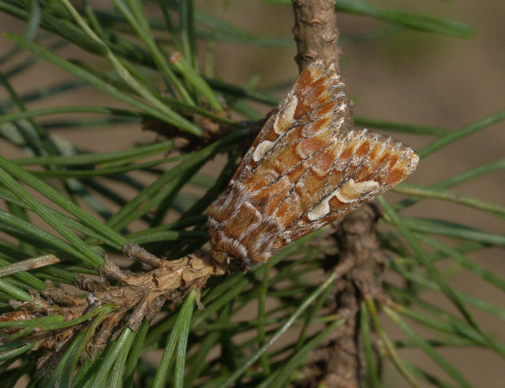 Odpočívající motýl, Brno-Řečkovice 2006.