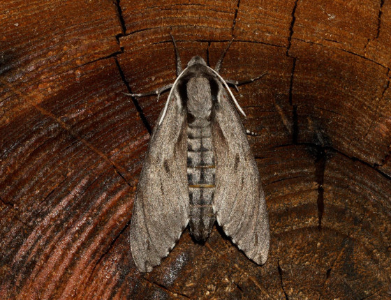 Odpočívající motýl, MENDELU, Brno 2007.