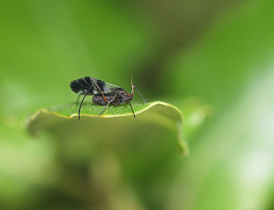 Okřídlená samička, Brno 2006.