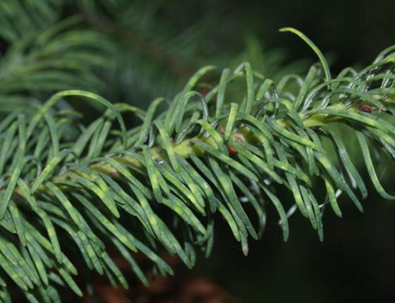 Jehlice poškozené sáním. Řícmanice 2007.