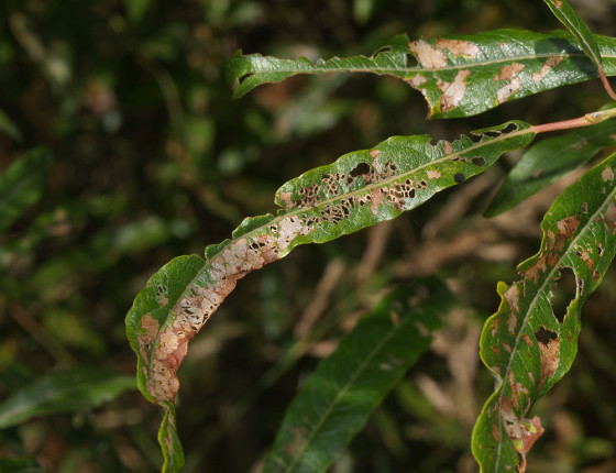 Poškození brouky i larvami, 2008.