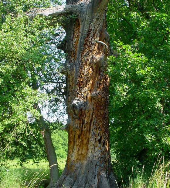 Poškozený dub, 2004.