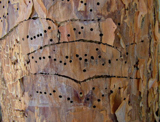 Požerek na kmeni borovice, 2004.