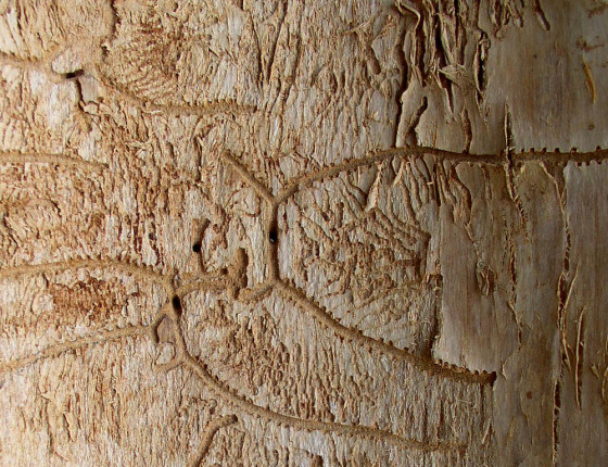 Požerek na spodní straně kůry, sbírky ÚOLM.