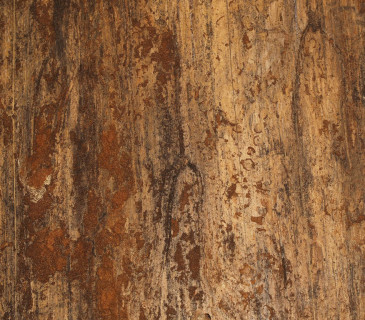 Požerek v běli, Němčice 2008.