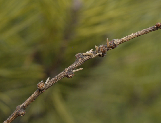 Přezimující housenky, Hostěnice 2006.