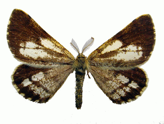 Sameček, Pardubice 1992.