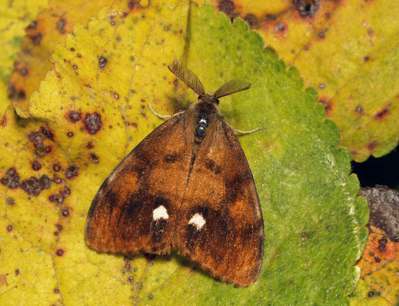 Sameček štětconoše, Pardubice 2009.