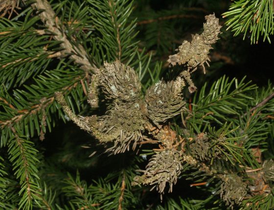 Shluk starých zdřevnatělých hálek, Švihov 2006.