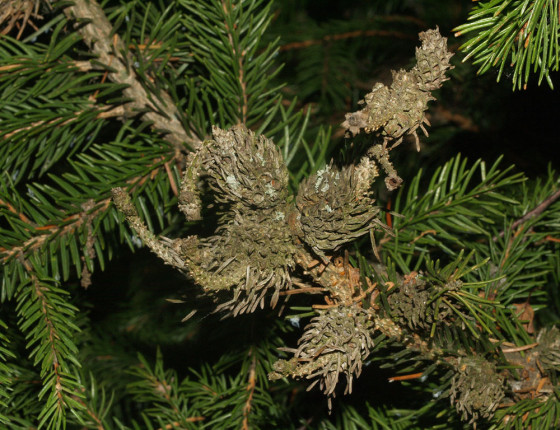 Shluk starých zdřevnatělých hálek, Švihov 2006.