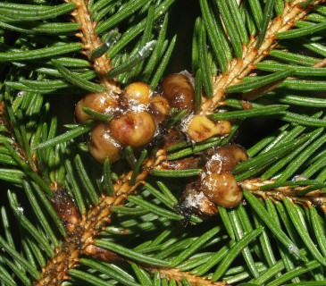 Silné napadení, Hostěnice 2009.