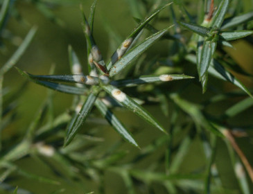 Silné napadení jehlic, Mokrá-Horákov 2011.