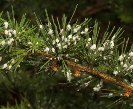Silné napadení modřínu, Varna, Bulharsko 2009.