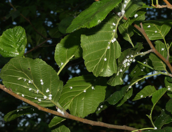 Silné napadení, 2011.