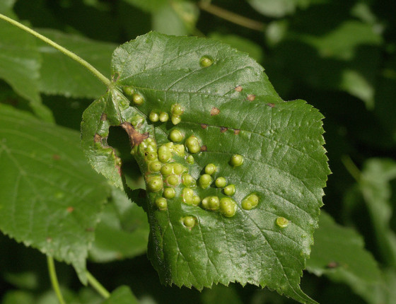 Silné poškození, Česká Třebová 2006.