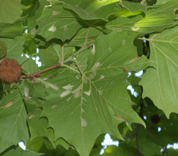 Silné poškození, 2008.