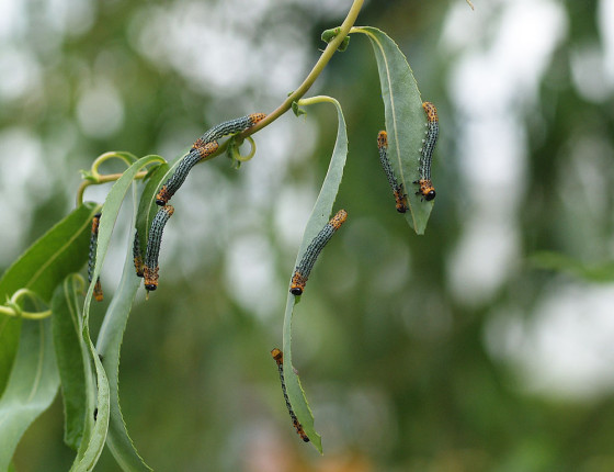 Silný výskyt housenic, 2005.