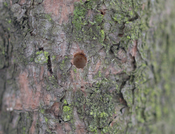 Výletový otvor,¨Brno-Slatina 2005.