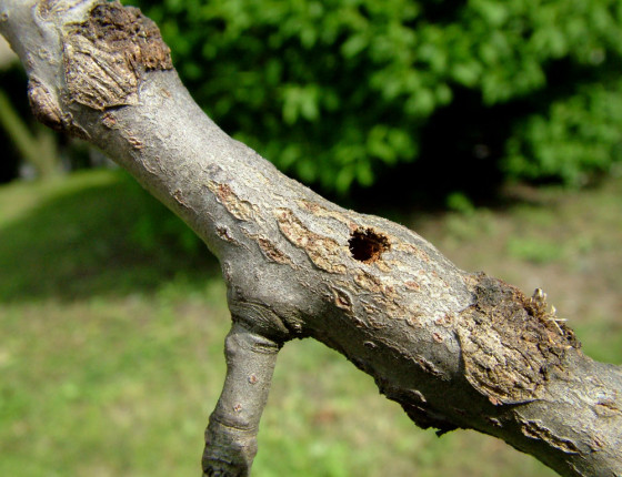 Výletový otvor, 2006.