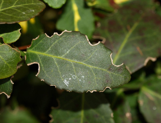 Žírem poškozený brslen, Pardubice 2010.