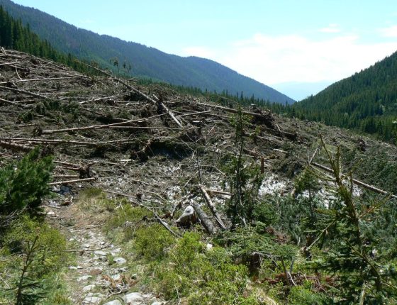 Lavina pod vývraty, 18. 6. 2009.
