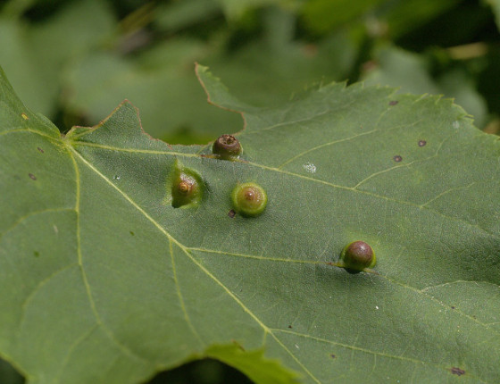 Detail hálek, Brno-Vinohrady 2006.