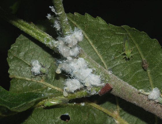 Detail nymf s voskovými vlákny, 2011.