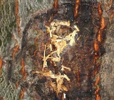 Detail otvoru s drtinkami, 2009.